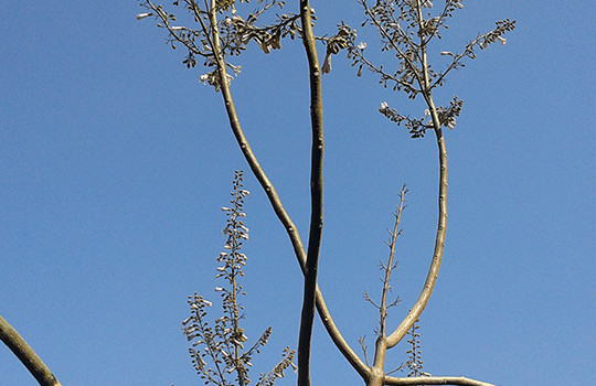 مراحل نمو شجرة الزيتون
