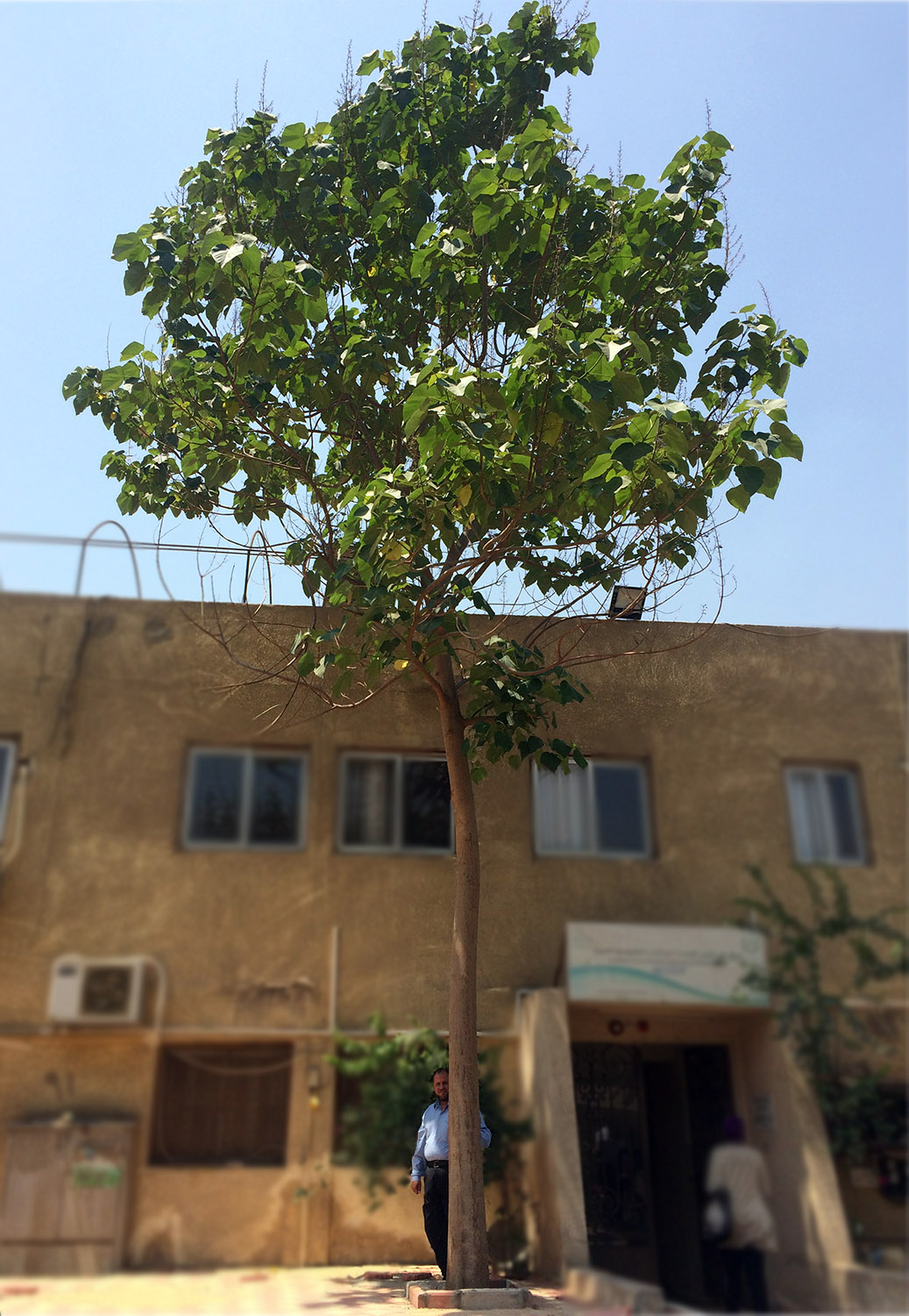 شجرة الباولونيا في مصر ما هى و كيفية الاستفادة منها الجمعية