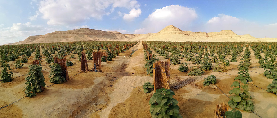 شجرة الباولونيا في مصر ما هى و كيفية الاستفادة منها الجمعية